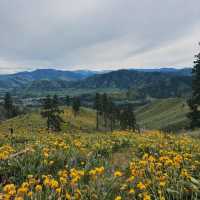 Ollala Canyon Ridge – Seattle’s Wildflower Wonderland 🌼💜🏔️