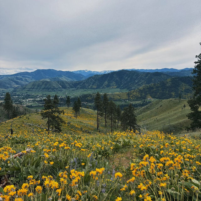 Ollala Canyon Ridge – Seattle’s Wildflower Wonderland 🌼💜🏔️