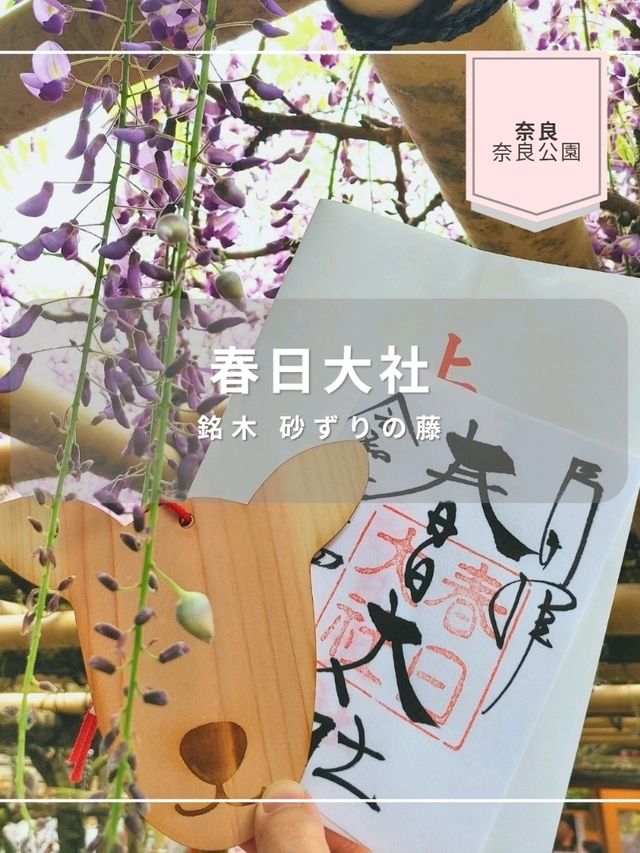 【奈良公園】砂ずりの藤　春日大社