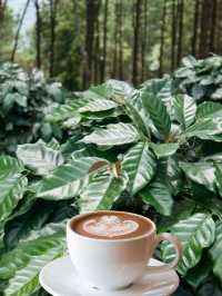 📍 ร้านกาแฟดอยตุง – จิบกาแฟกลางขุนเขา