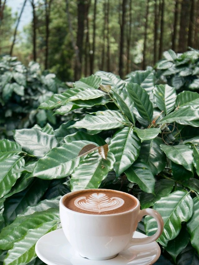 📍 ร้านกาแฟดอยตุง – จิบกาแฟกลางขุนเขา
