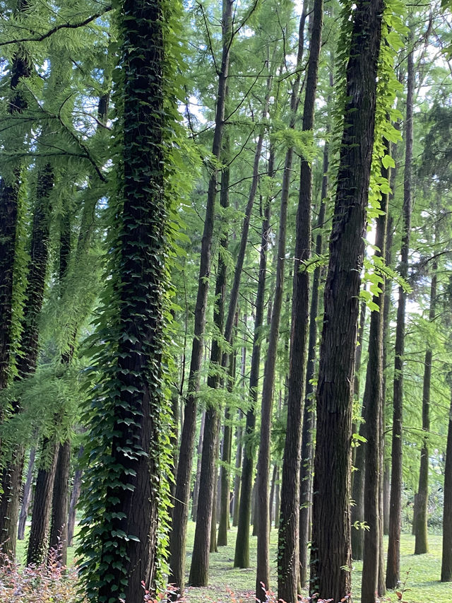 上海4A級國家森林公園-共青森林公園🌳🌿🐿️
