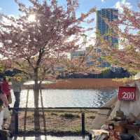 เดินเล่นพาชมบรรยากาศบ่อน้ำชิโนบาสุ 🪷