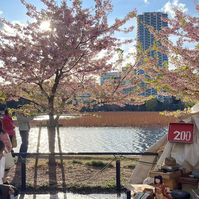 เดินเล่นพาชมบรรยากาศบ่อน้ำชิโนบาสุ 🪷 เดินเล่นพาชมบรรยากาศบ่อน้ำชิโนบาสุ 🪷