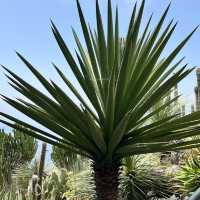 🇫🇷法國埃茲-Jardin Exotique d’Eze 🌵