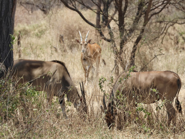 8 favourite captures in Tarangire National Park