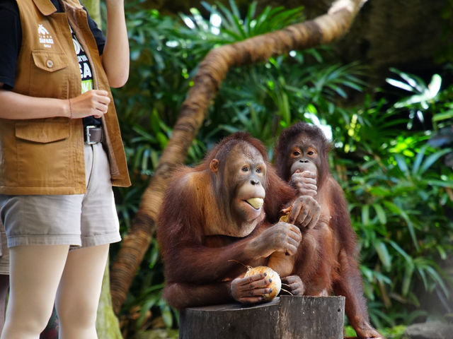 動物王國探索日 — 峇里島野生動物園🦁  