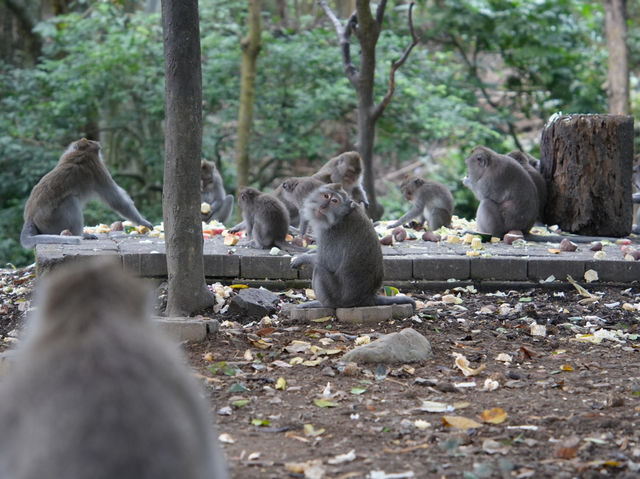 馬騮搶鏡！峇里島嘅聖猴森林保護區🐒