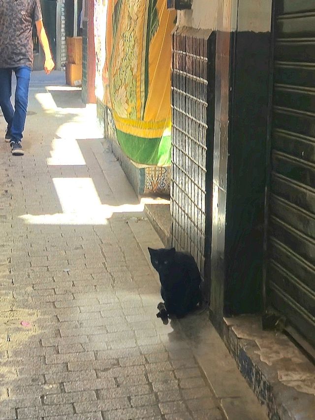 모로코 탕헤르 골목길에서 : 안치앙 메디나🇲🇦