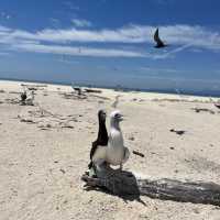Michaelmas cay(ミコマスケイ)