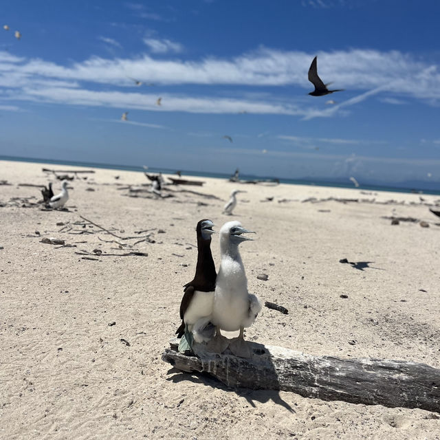 Michaelmas cay(ミコマスケイ)