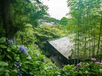 Hydrangea Season in Kamakura – Japan’s Rainy Season Gem! 💧✨