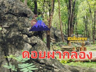 อุทยานแห่งชาติดอยผากลองไม่เกินใบม่วง