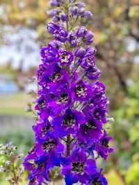 Autumn Whispers: The Floral Beauty of Kuirau Park