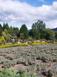 蒜山香草樂園