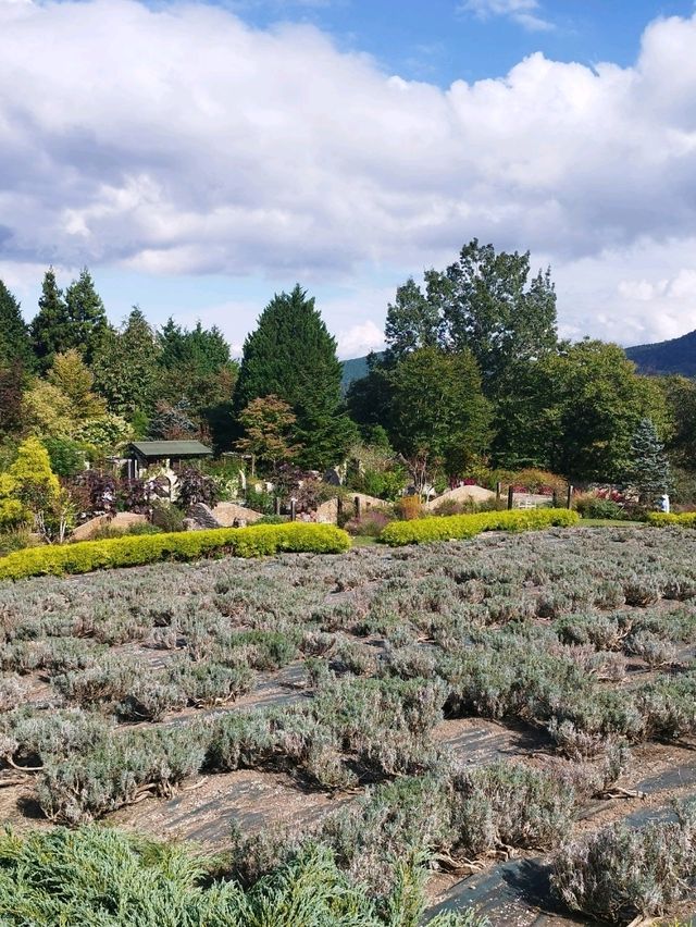 蒜山香草樂園 蒜山香草樂園