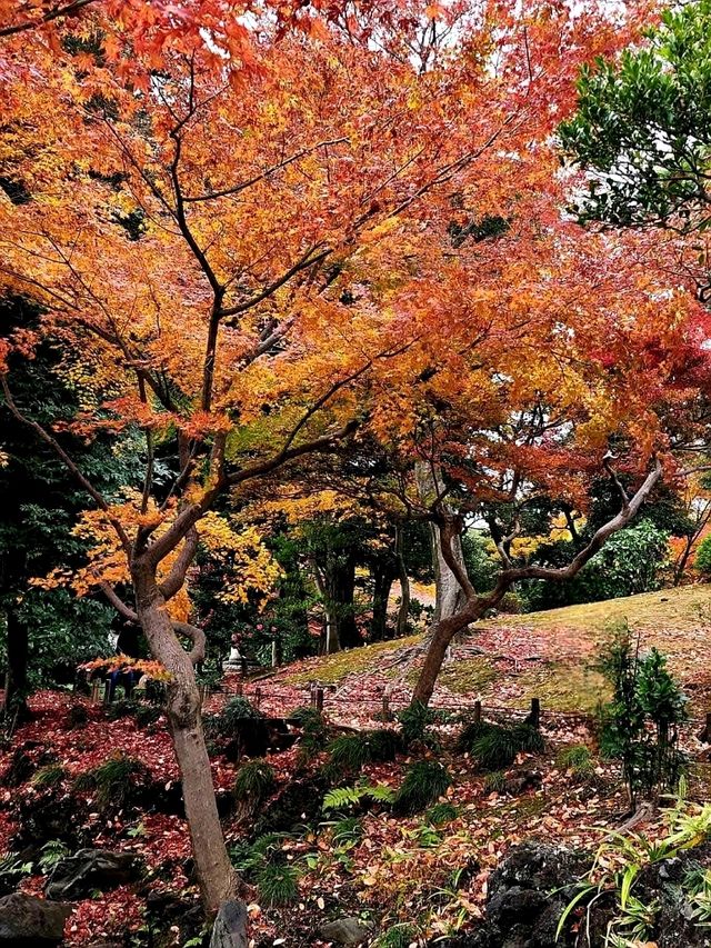 ชมใบไม้เปลี่ยนสีที่ Kyu Furukawa Gardens