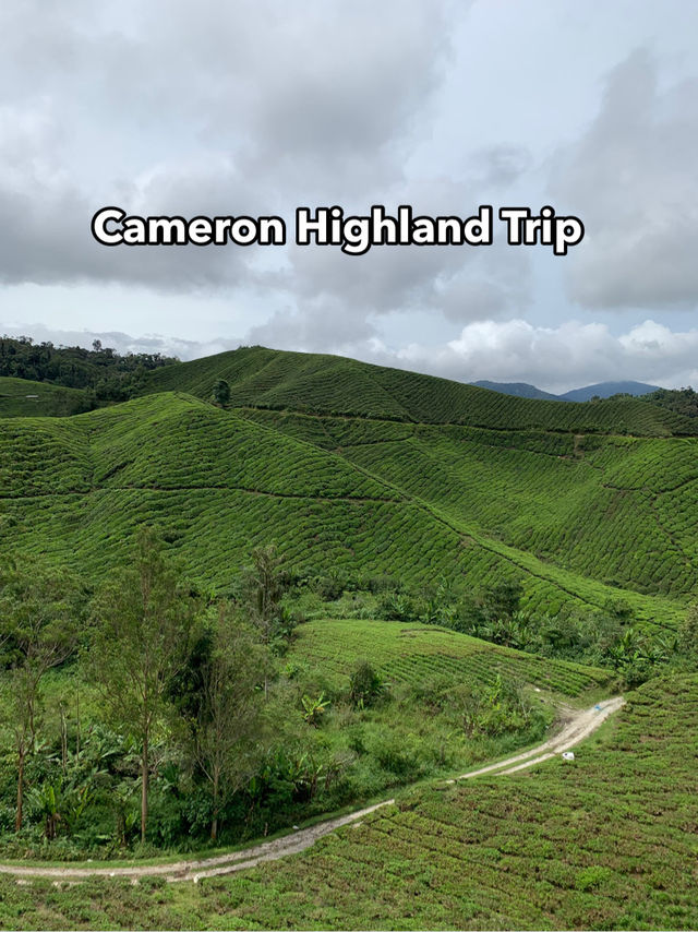 Cameron Highlands Short But Memorable Trip ✨