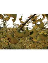 🍃廣東秋日打卡！銀杏村 x 金色稻田 x 古村屋Chill一日遊