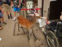 #원폭의 도시 히로시마에는 왜 사슴이 살까?