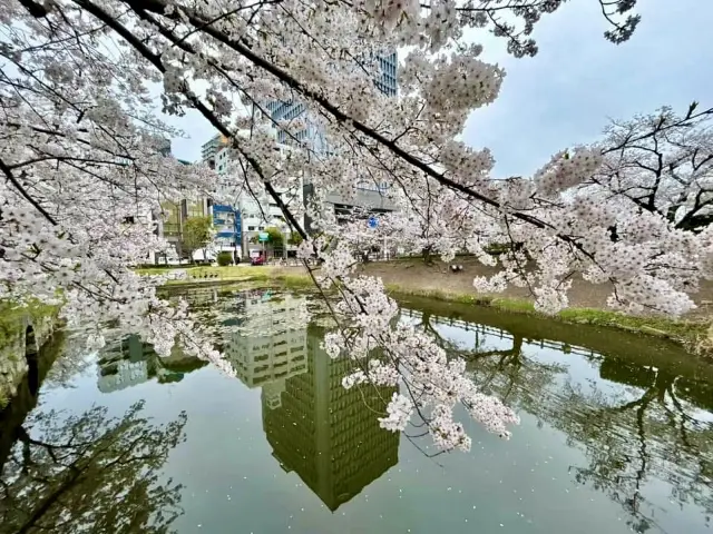 Maizuru Park และ Ohori Park 