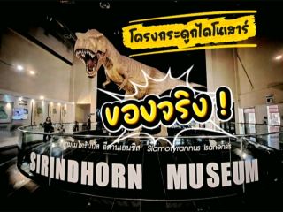 โครงกระดูกไดโนเสาร์ ของแท้‼️ ของจริง‼️