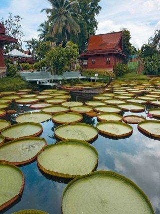Giant Lily Pads & Thai Charm: Everything to Know About Ma Doo Bua Cafe