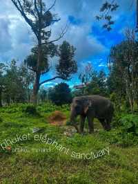 Phuket's Most Ethical Elephant Sanctuary 