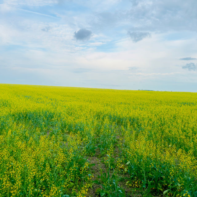 Saskatchewan’s highlight in farming