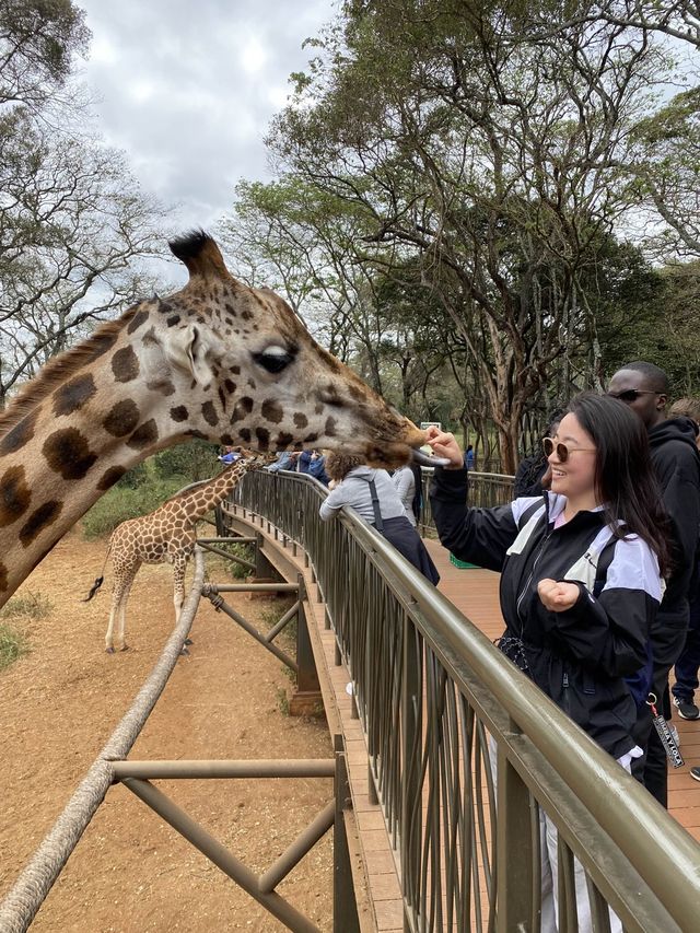 🇰🇪 케냐 기린 센터 🦒