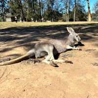 Must Visit: Lone Pine Koala Sanctuary 🇦🇺