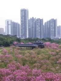 Mt.Qingxiu Nanning🏔️🌸