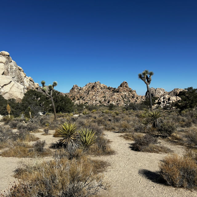 Joshua Tree: U2 can visit 