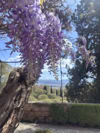 🌸🌸🌸 Granada is blooming beautiful 🌸🌸🌸