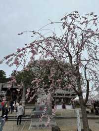 A shrine that is nicknamed by people in the Shonai area