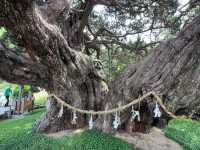 A majestic giant tree over 1600 years old