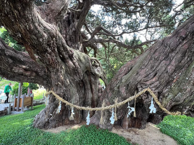 A majestic giant tree over 1600 years old