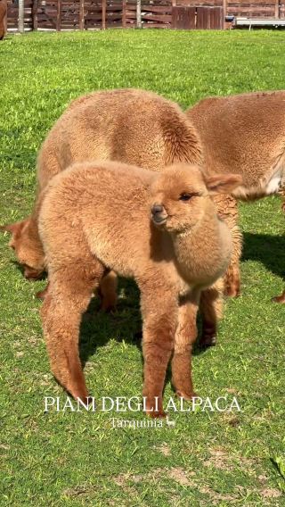 🦙 Piani degli Alpaca: A Unique Alpaca Experience in Italy’s Nature 🇮🇹✨