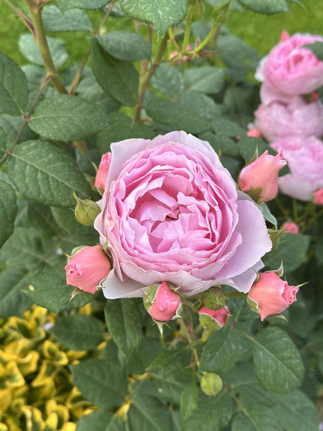 Guesthouse of hundreds of roses