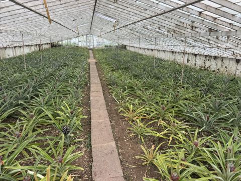 Pineapple plantation