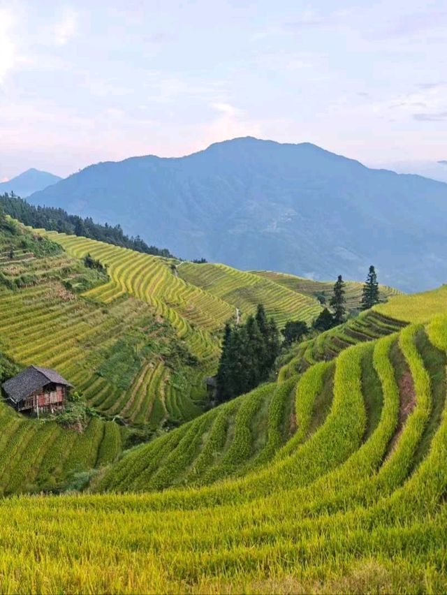 🌾 Longji Rice Terraces: A Living Masterpiece in the Mountains 🌄