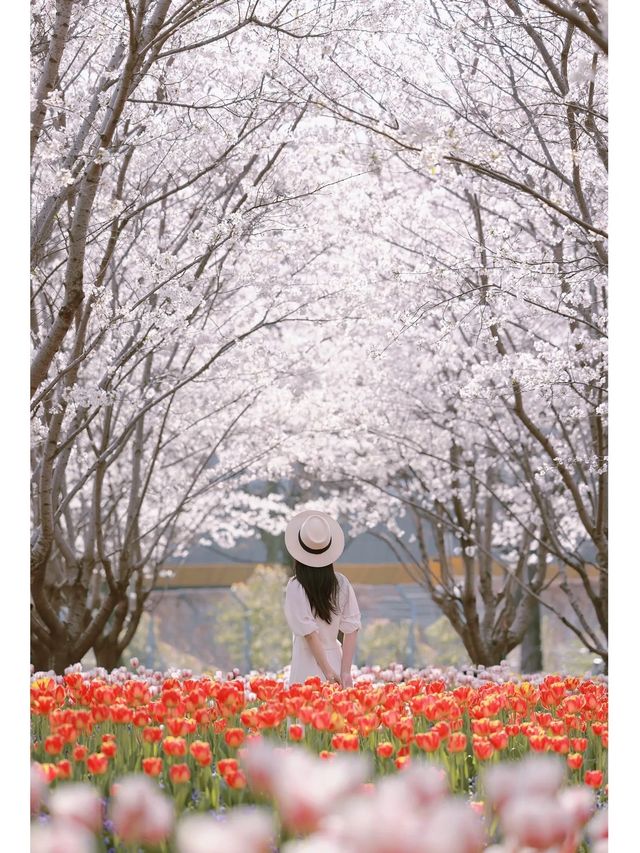 Niche Cherry Blossom Viewing Spot 