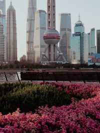 Sakura Season in Shanghai🌸🌷