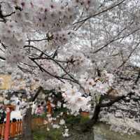 京都祇園 | 八阪神社 | 円山公園 超全賞櫻攻略🌸🌸