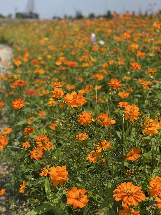 🌺 TONGJIAN PARK FLOWER GARDEN 🌸 