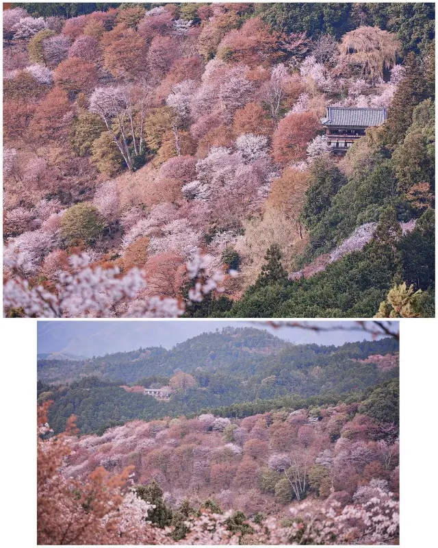 [Yoshino Mountain Free Travel‧Cherry Blossom Valley Guide] 🌸✨