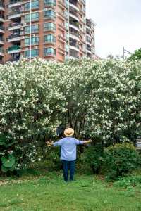 Guangzhou's surrounding area is full of white flowers along the riverbank! It's a secluded and picturesque spot with few people.