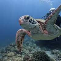 Down in the deep blue sea, my first Scuba