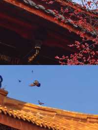 “入門不見寺，十里聽松風