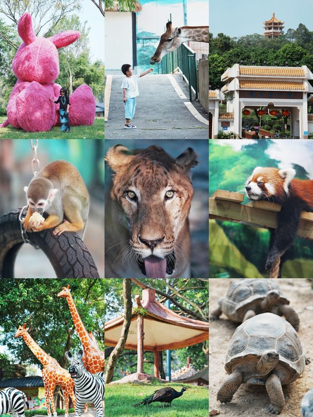 中山遊玩｜寶藏紫馬嶺動物園